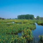 Lagunas de Salburua2