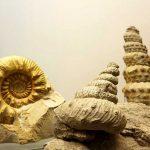 Museo cienciasnaturales3