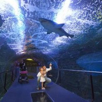 aquarium tiburones